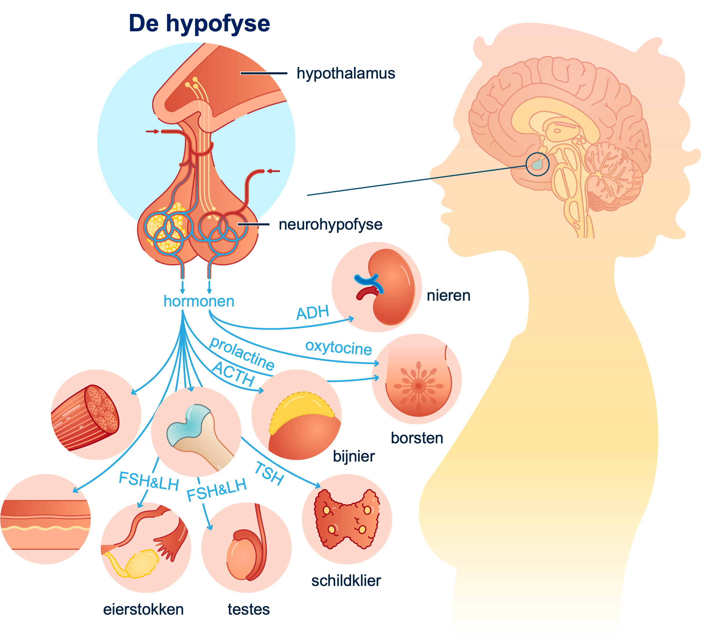 De hypofyse: een klein hormoonkliertje