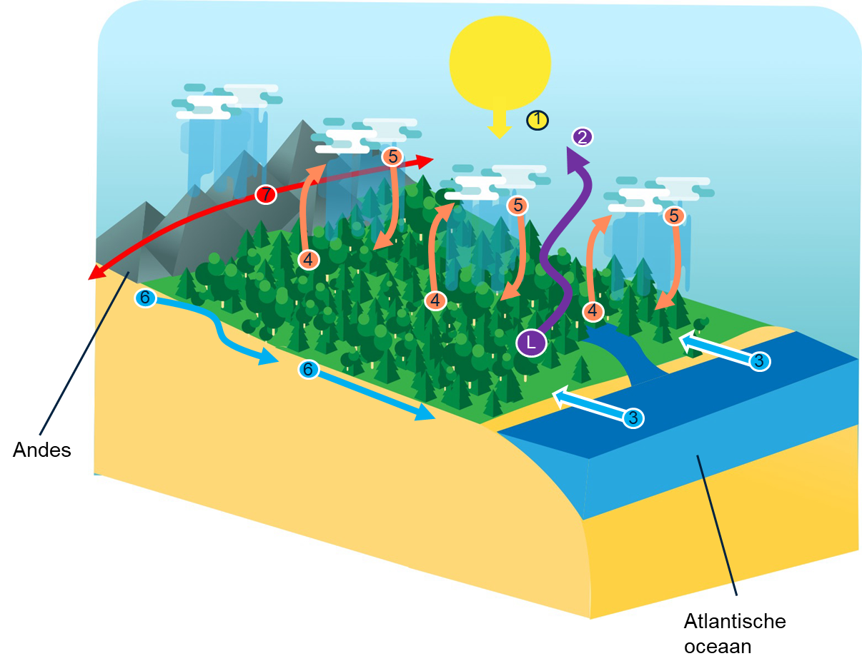 Afbeelding 3: de waterkringloop in de Amazonia