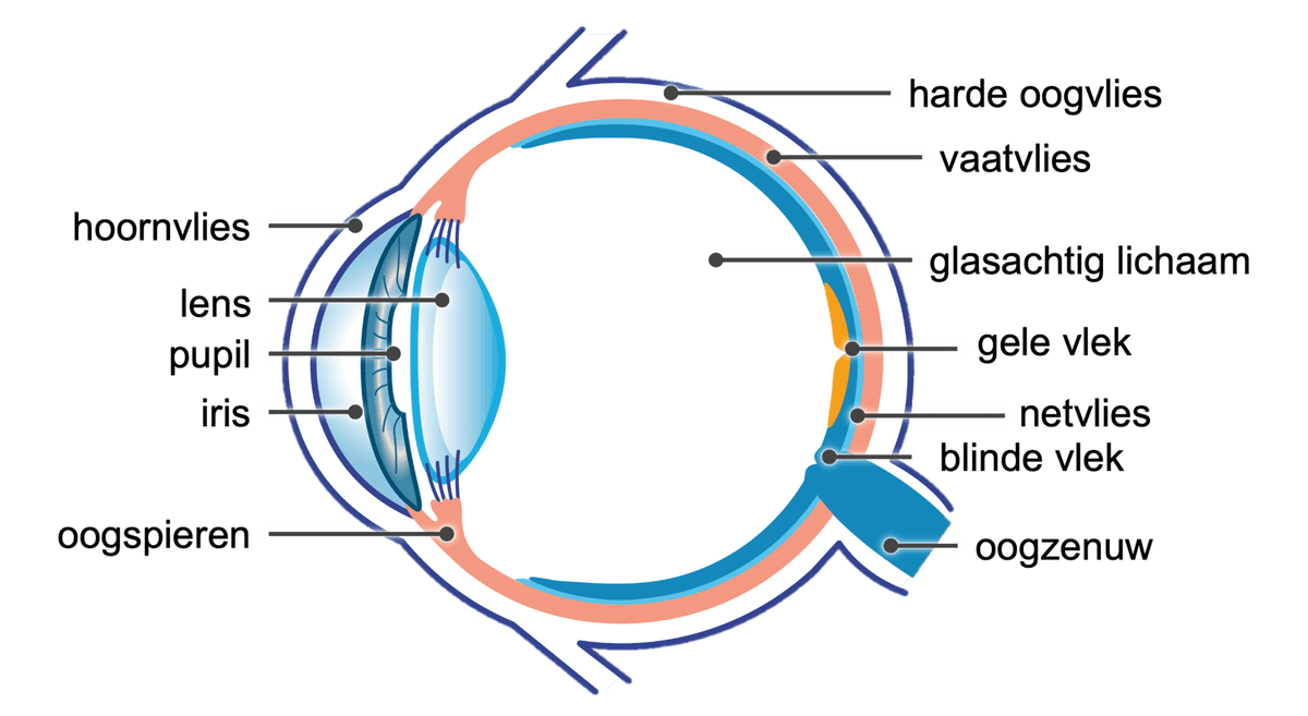 Inwendige bouw van het oog (1)