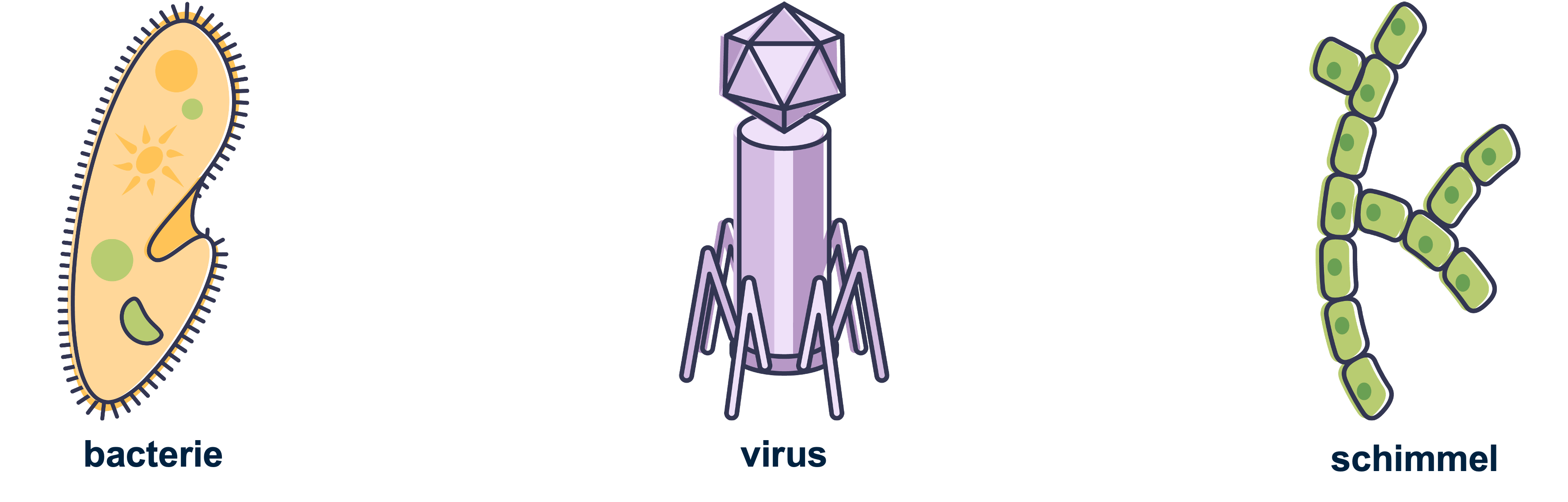 Schematische afbeeldingen van een bacterie, virus en schimmel.