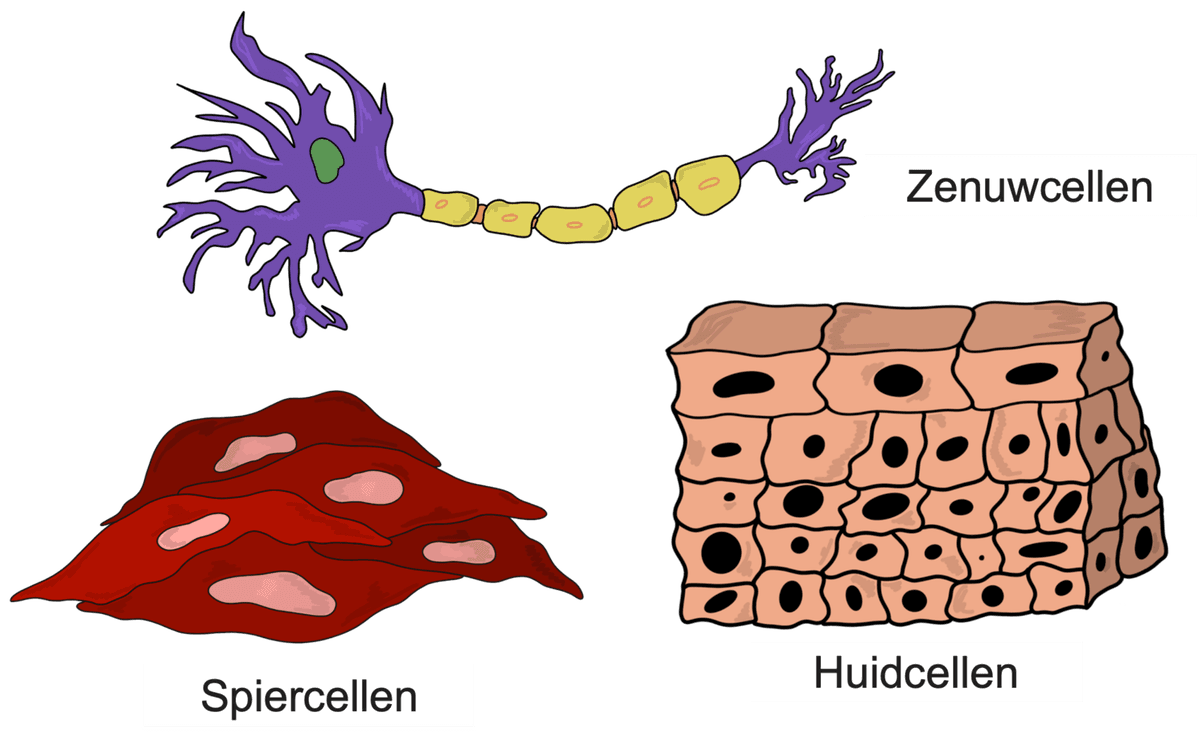 Verschillende typen cellen menselijk lichaam