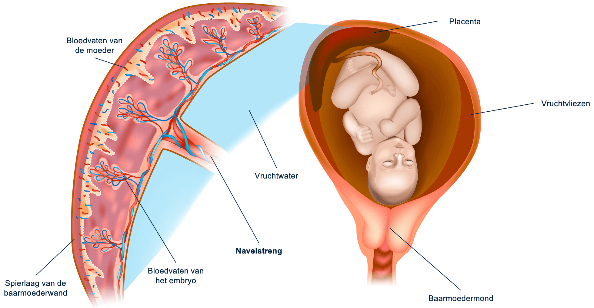 Overzicht van de onderdelen van de placenta en de navelstreng.