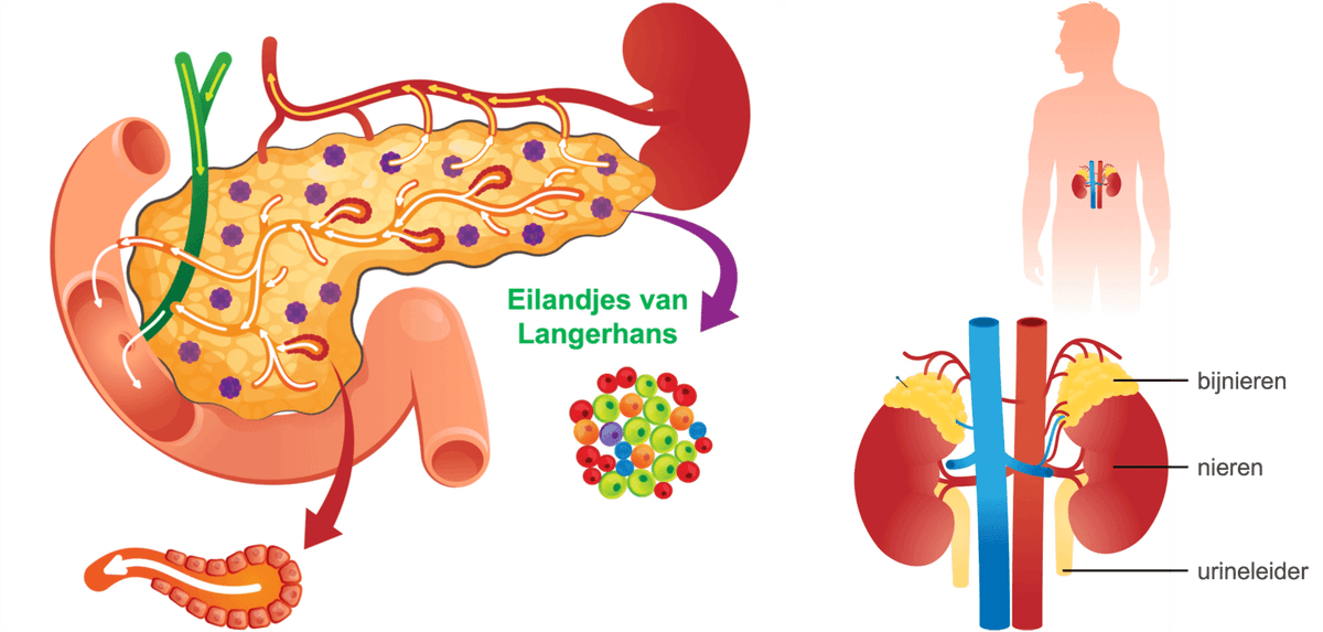 alvleesklier en bijnieren