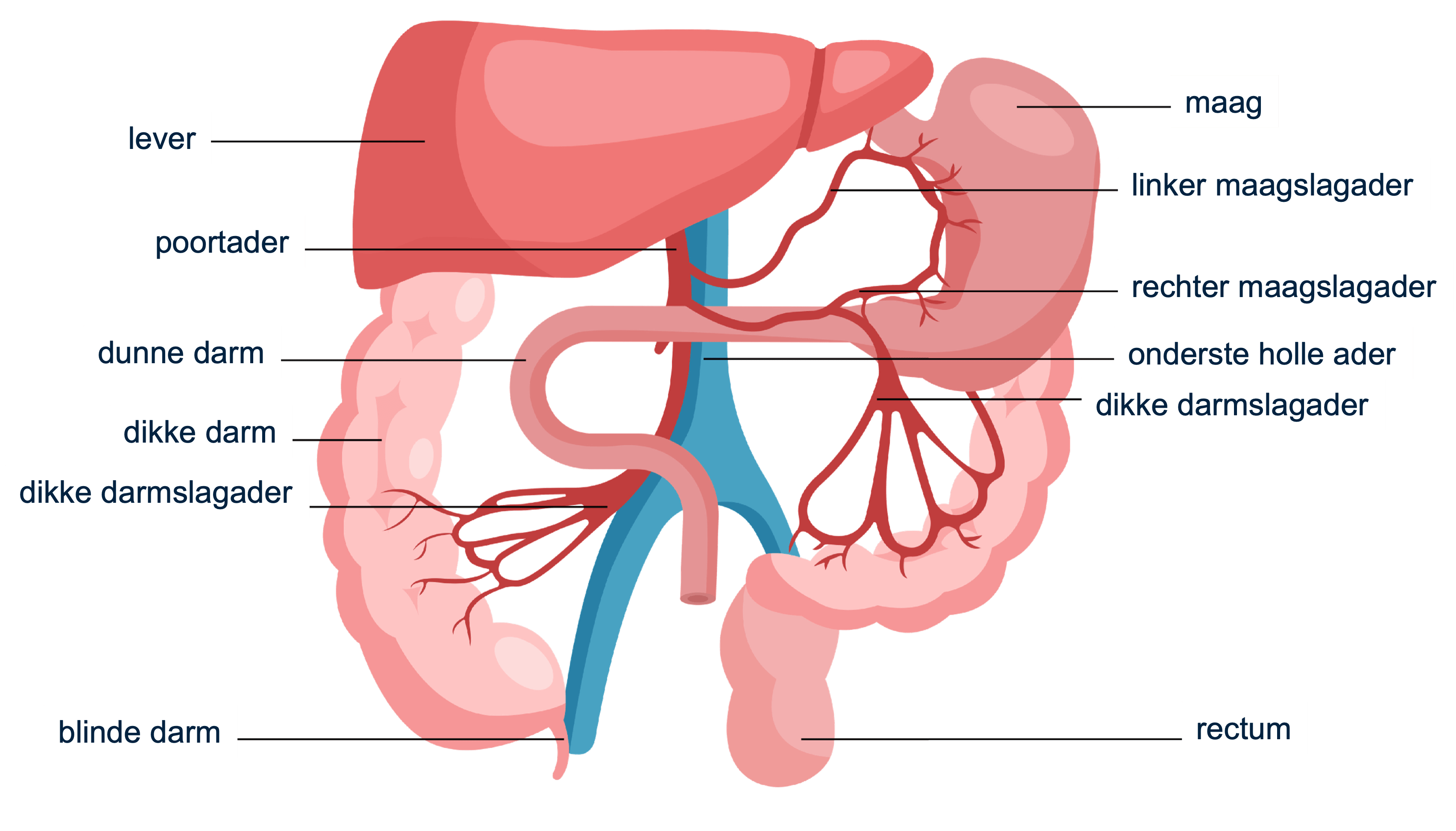 Het beloop van de poortader richting de maag en de darmen.