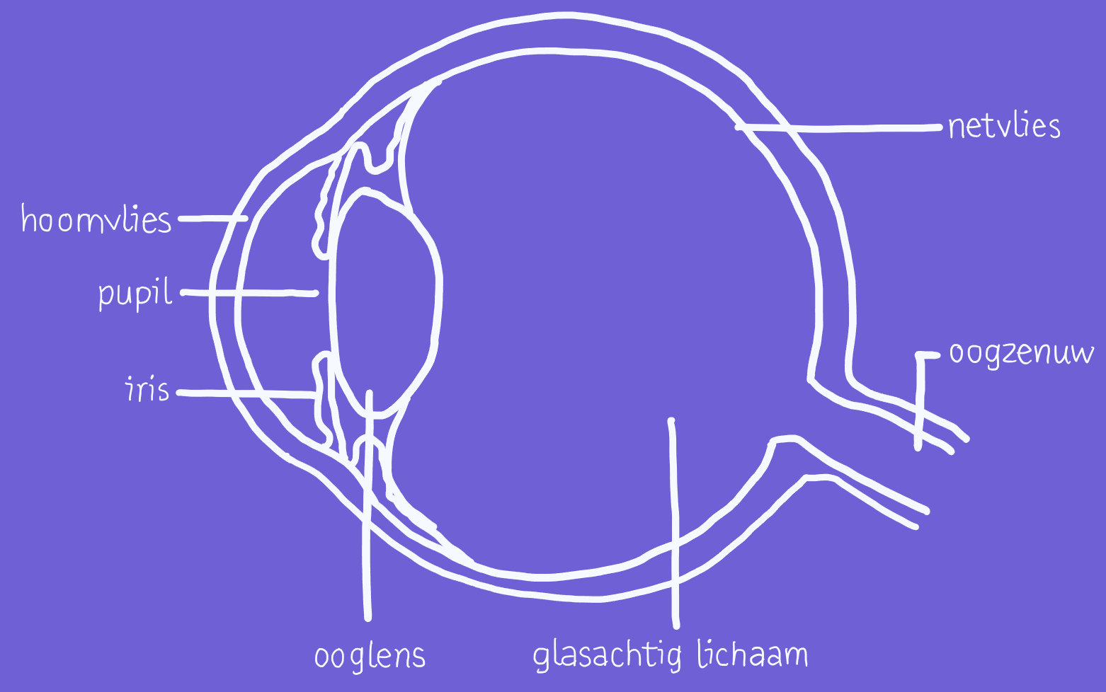 Een duidelijke doorsnede van het menselijk oog met alle bovengenoemde onderdelen gelabeld.