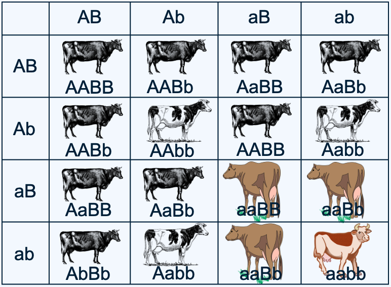 Kruisingschema van een dihybride kruising waar het fenotype ook in voorkomt.