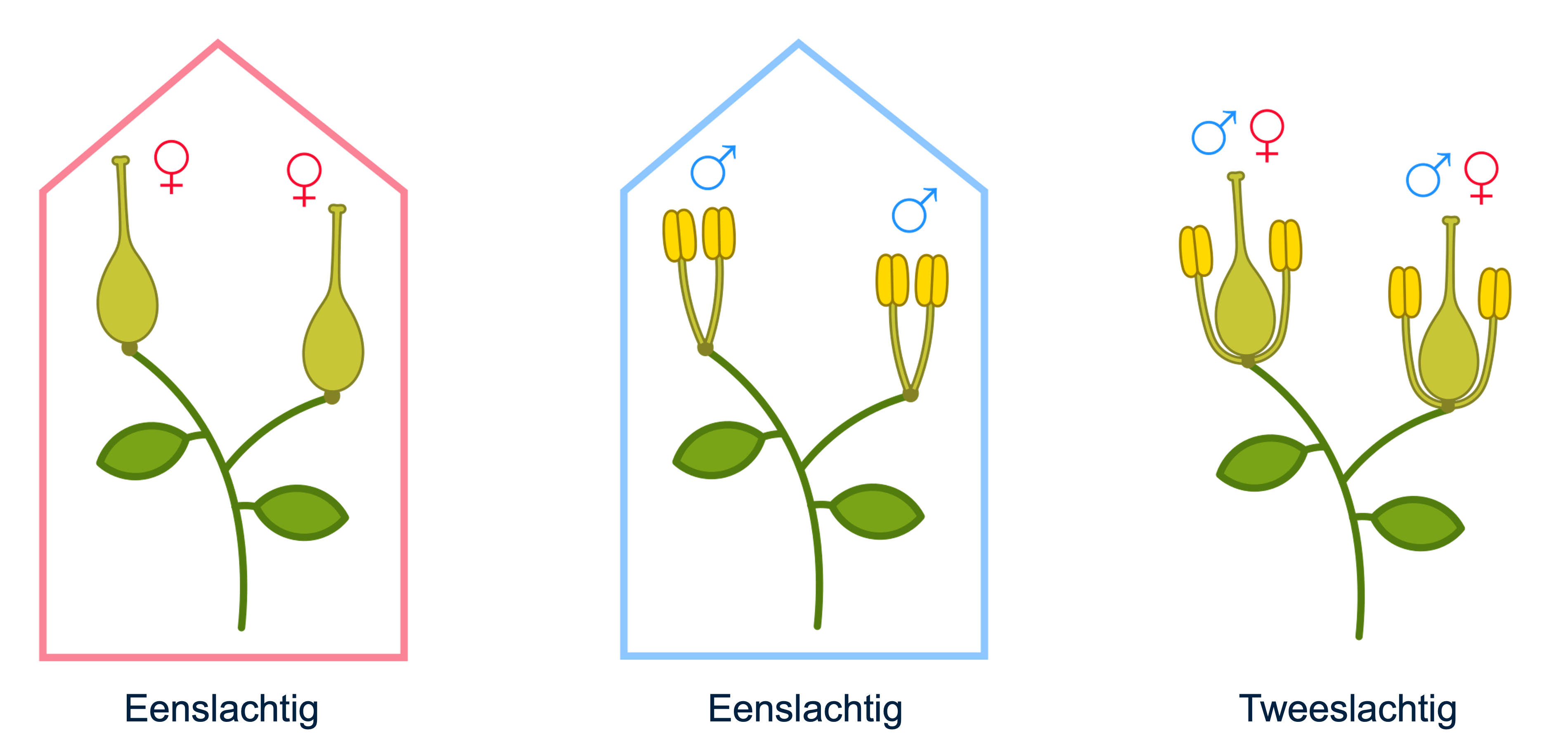 By Nefronus - Own work, CC BY-SA 4.0, https://commons.wikimedia.org/w/index.php?curid=78381097