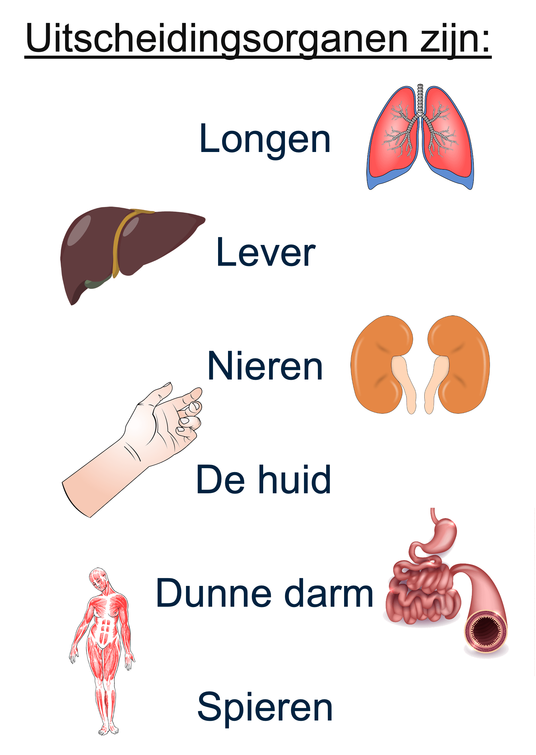 Overzicht van de uitscheidingsorganen