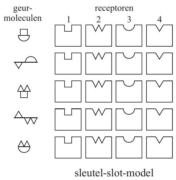 Toelichting: In de bovenste
receptor past het geurmolecuul
op de plaatsen 1 en 3. 