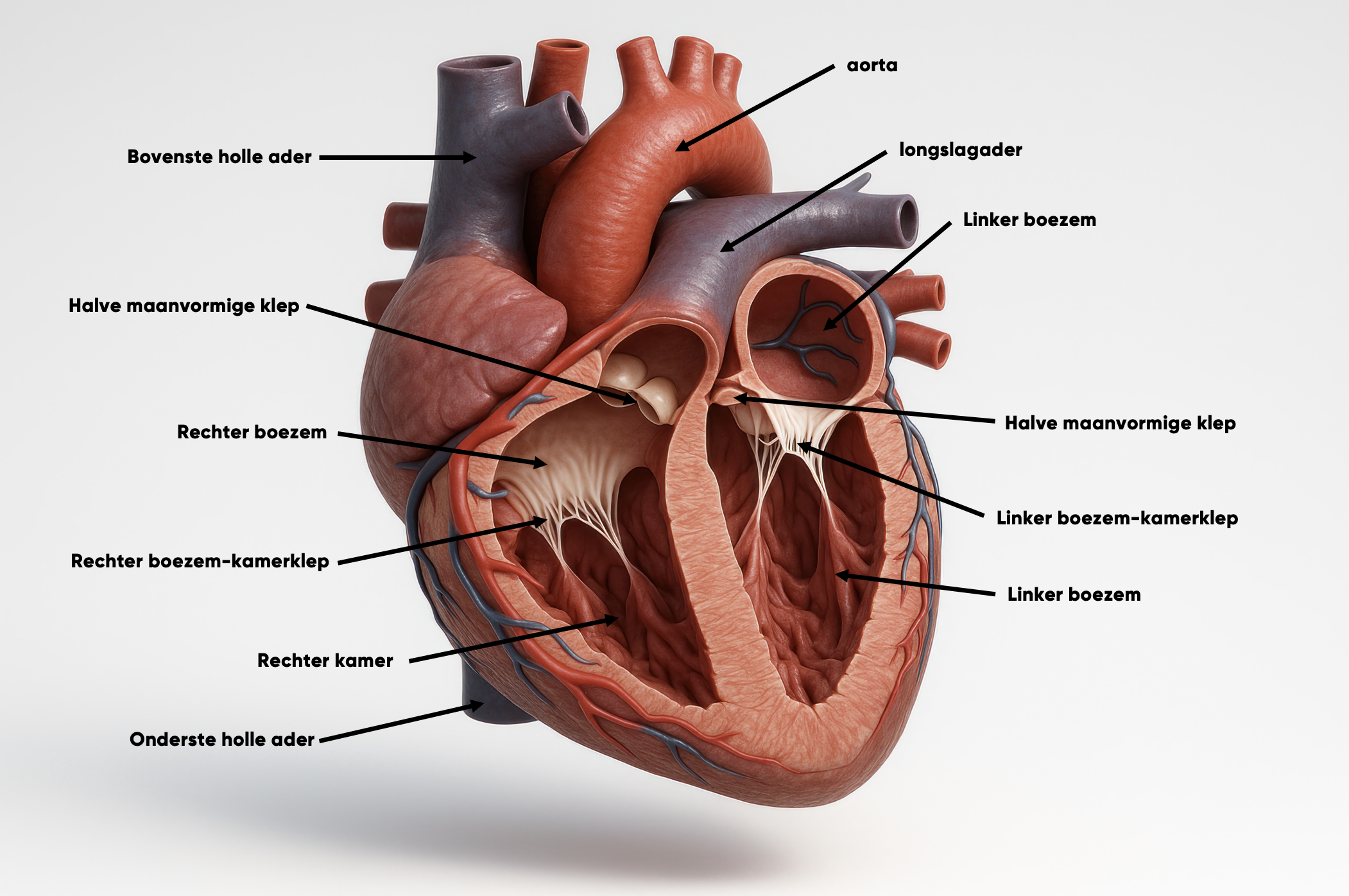 lengtedoorsnede van het hart met benoemde structuren