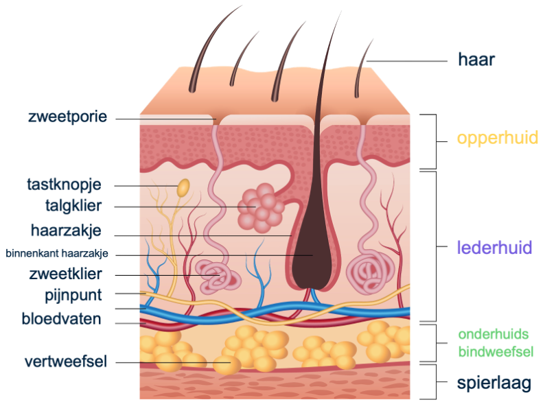 Overzicht van de onderdelen van de huid.