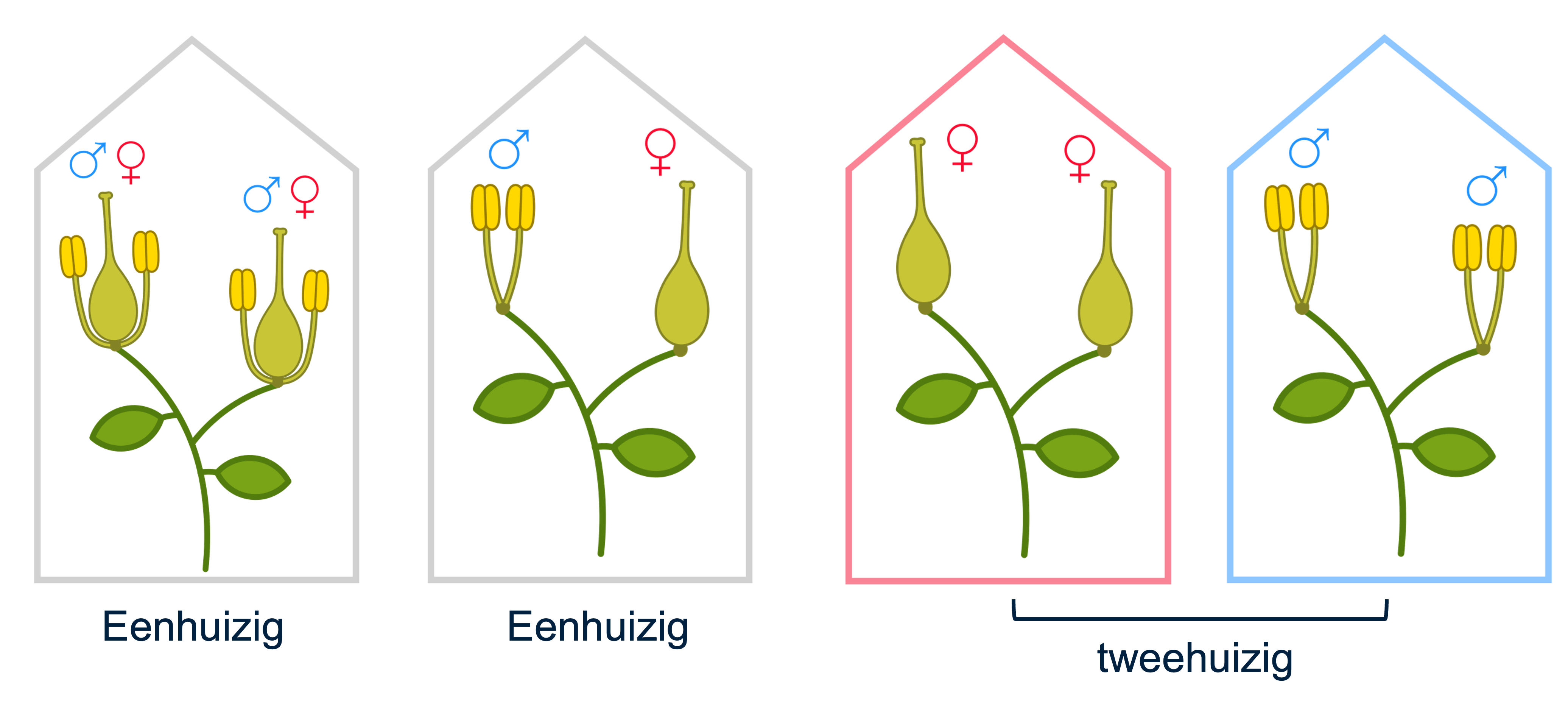 By Nefronus - Own work, CC BY-SA 4.0, https://commons.wikimedia.org/w/index.php?curid=78381097