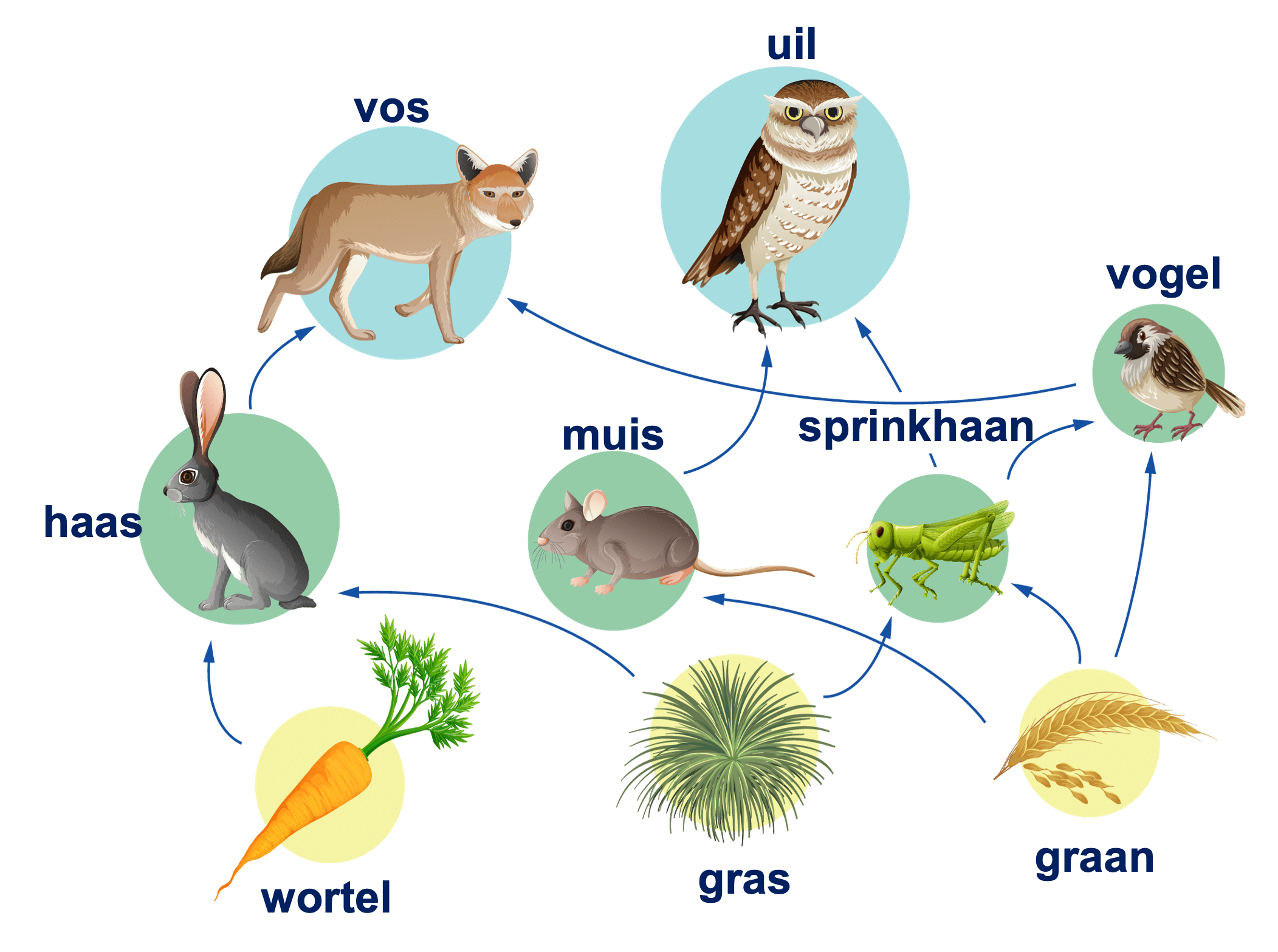Voorbeeld voedselweb