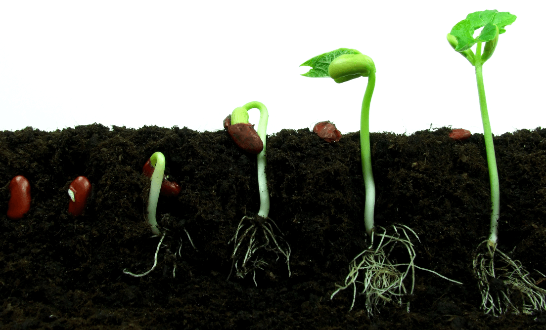 Figuur 2: ontkiemen van een zaad