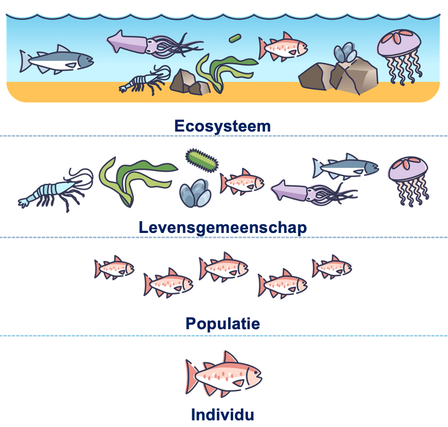Figuur 2: van individu tot en met ecosysteem