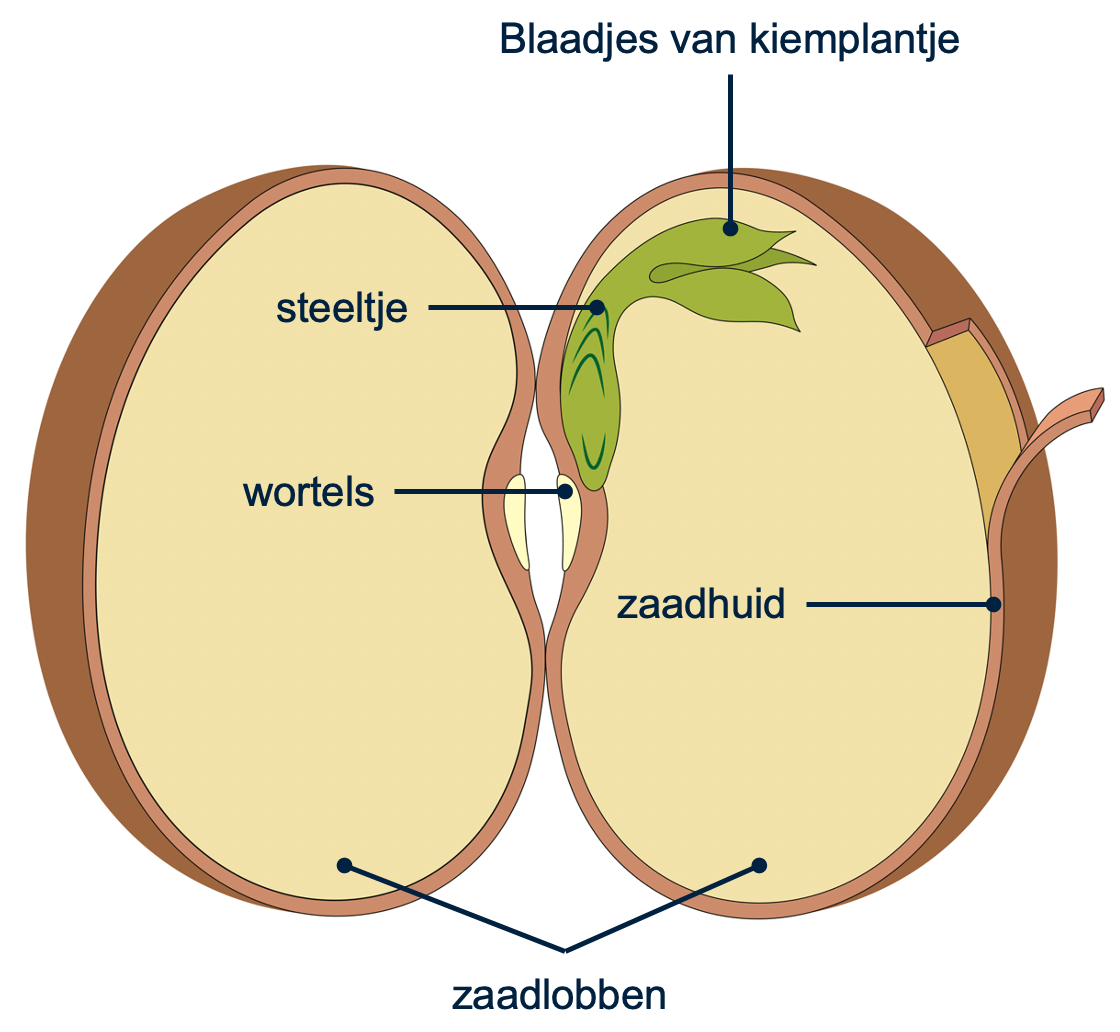 Figuur 1: bouw van een zaad
