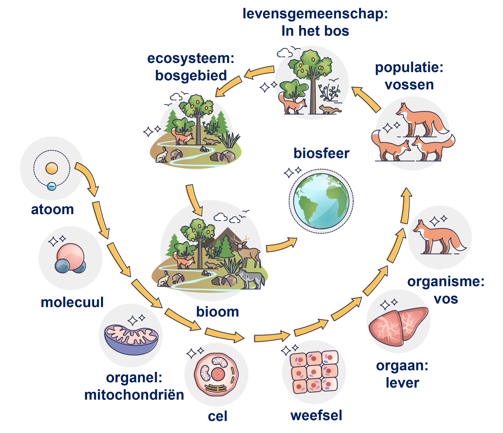 organisatieniveaus in de biologie