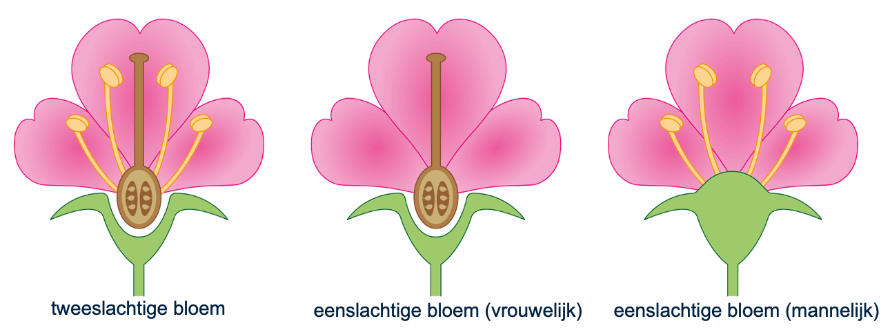Figuur 7: tweeslachtige en eenslachtige bloemen