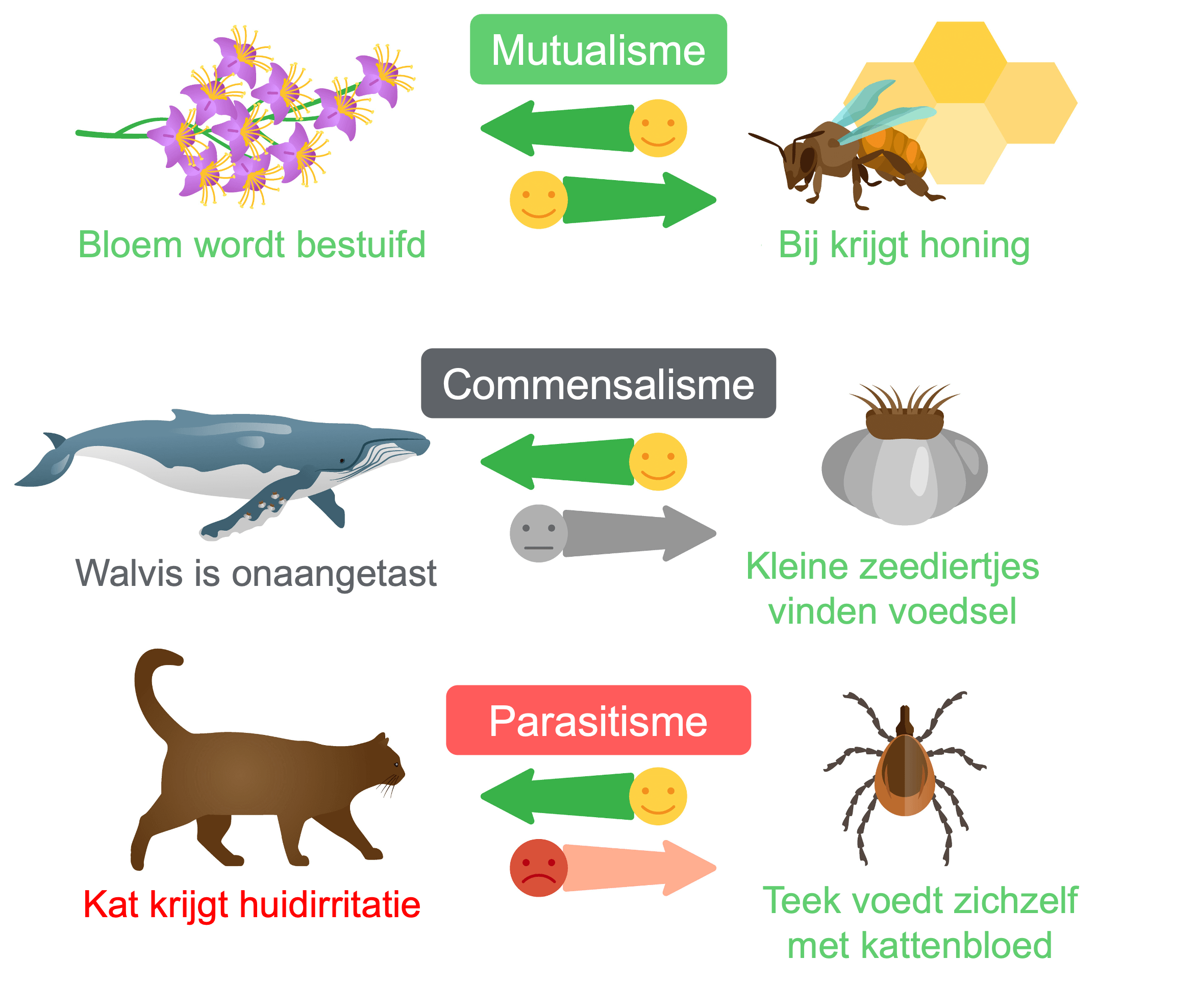 Overzicht van de 3 voorbeelden van symbiose: mutualisme, commensalisme en parasitisme.
