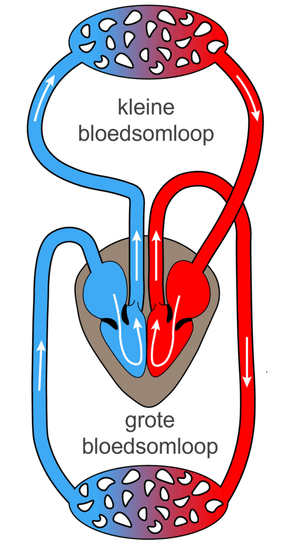 dubbele bloedsomloop