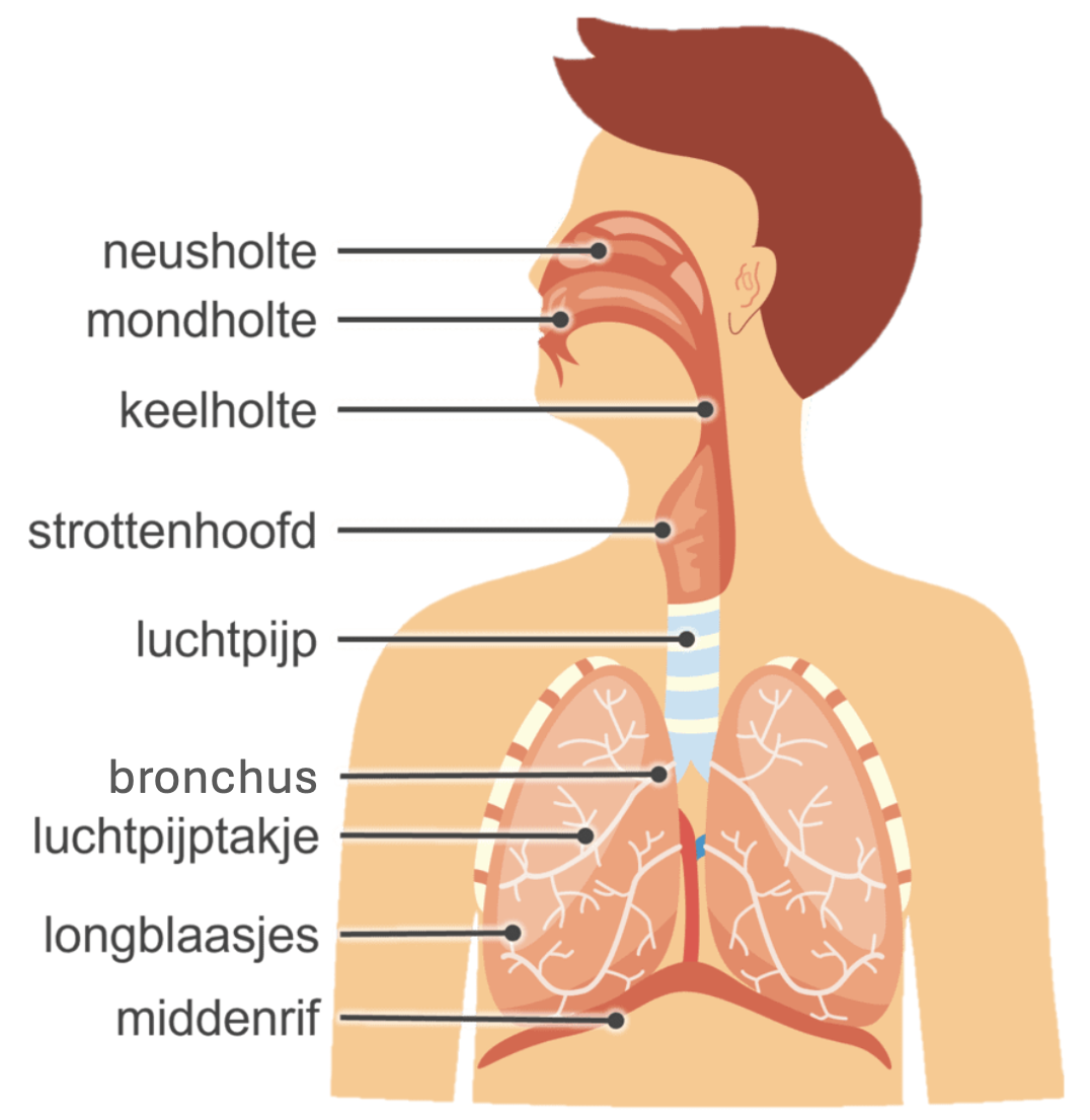 Afbeelding van alle onderdelen van het ademhalingsstelsel