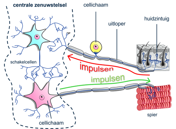 Weg van impulsen