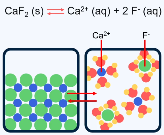 De afbeelding illustreert de oplossing van CaF₂ in water, waarbij de ionen door watermoleculen worden gehydrateerd.