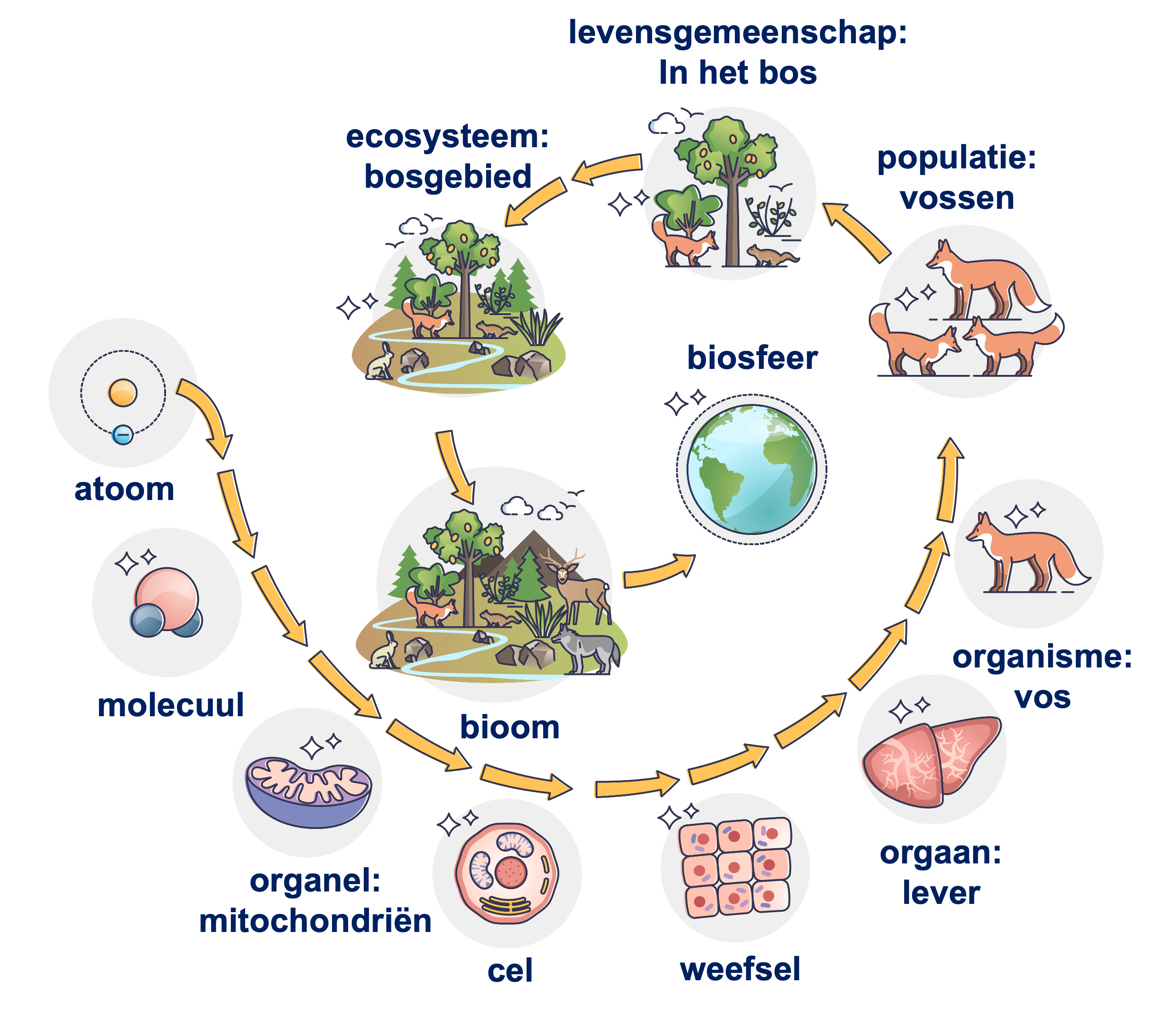 Verschillende organisatieniveaus: van atoom tot ecosysteem
