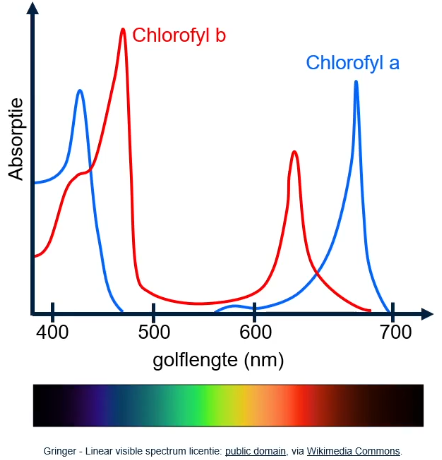 Grafiek van een absorptiespectrum, met absorptie op de y-as en golflengte (nanometer) op de x-as, met twee pieken voor chlorofyl A en B en een dal tussen 500 en 600 nm.