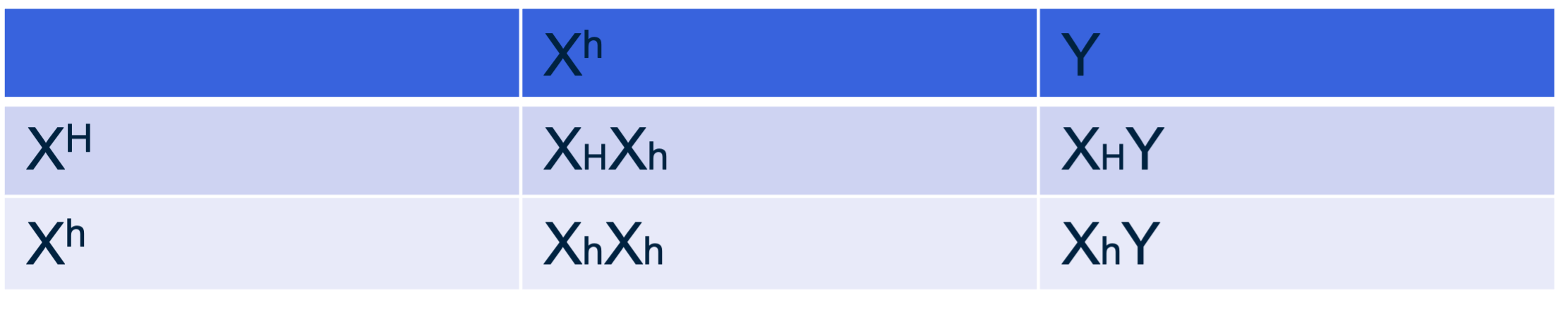 Het kruisingsschema dat hoort bij een kruising tussen een heterozygote vrouw met hypertrichose en een man zonder hypertrichose