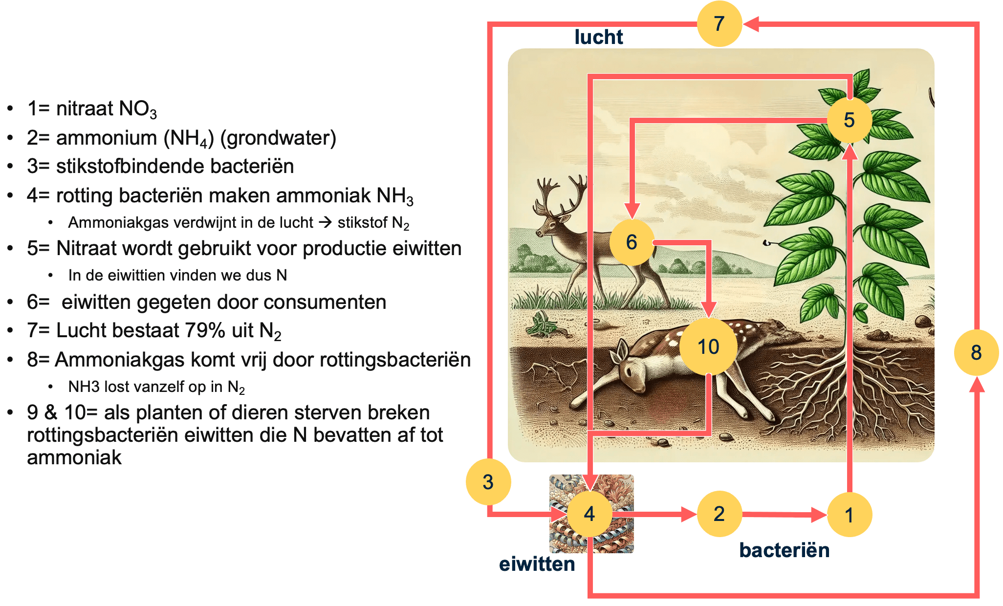 Figuur 2: stikstofkringloop
