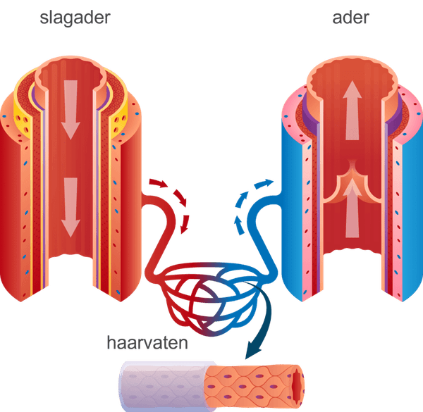 slagader, haarvaten, ader