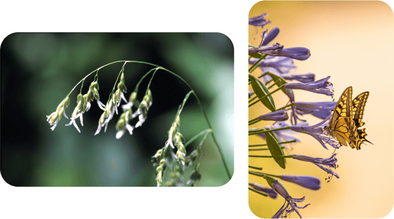 Links een voorbeeld van een windbloem en rechts een voorbeeld van een insectenbloem