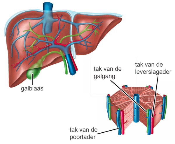 Structuur van de lever