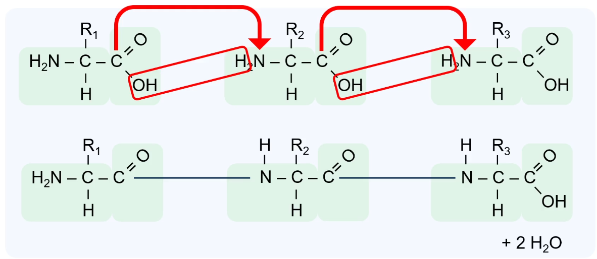Schematische weergave van de condensatiereactie van drie aminozuren, waarbij twee peptidebindingen ontstaan en twee watermoleculen vrijkomen.