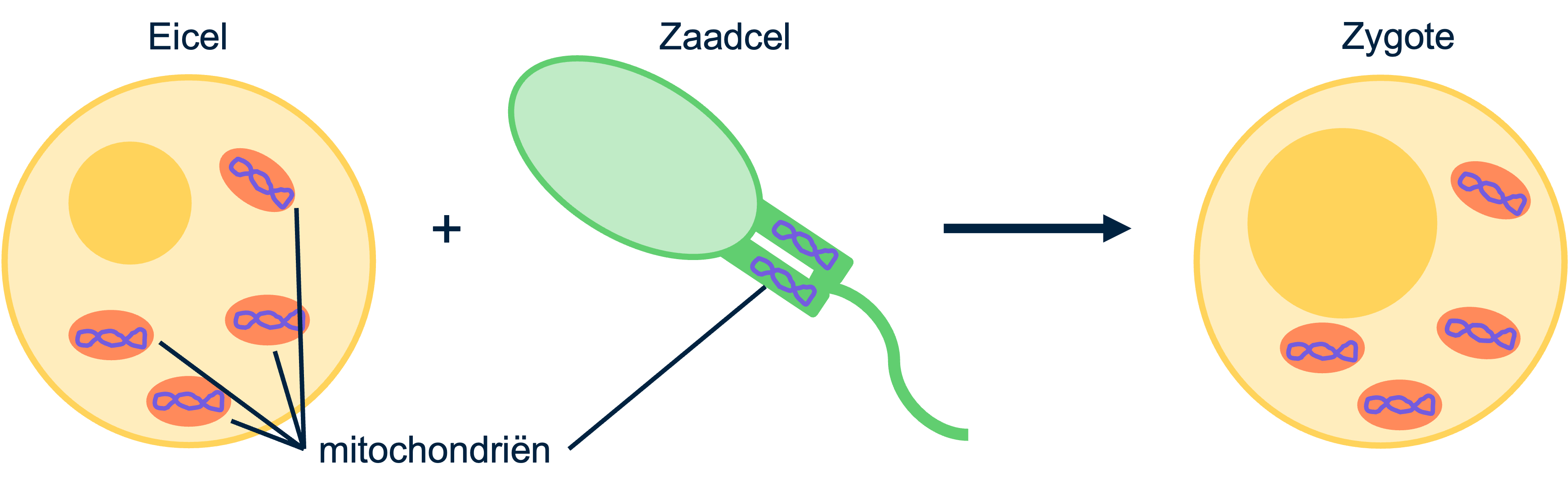 Overzicht van dat mitochondriaal DNA altijd via de eicel van de moeder overerft.