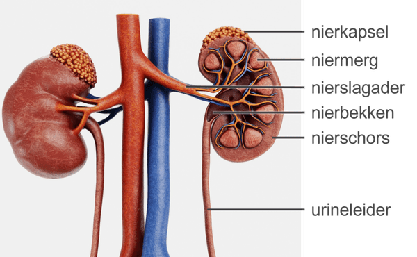 anatomie nier