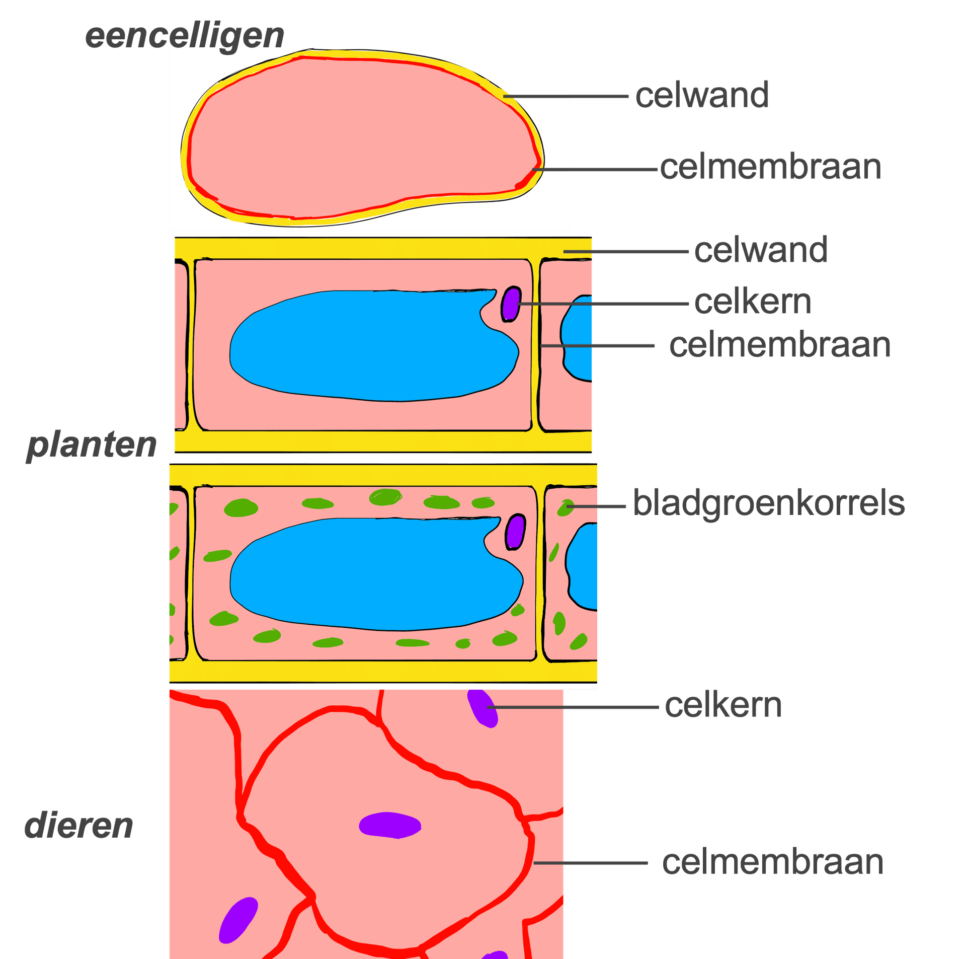 Ordenen van organismen | Biologie | JoJoschool