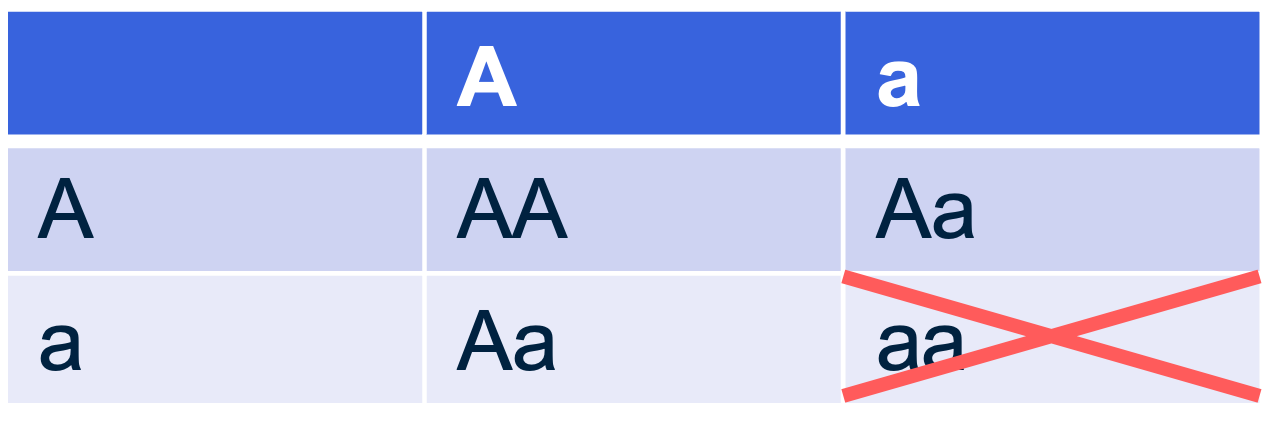 Overzicht van de kruisingstabel tussen de ouders van Eva die beide heterozygoot zijn voor het albino-gen. Hierin kan je zien dat Eva, omdat ze sowieso geen albino is, 2/3 kans heeft om drager te zijn van het albino-gen.