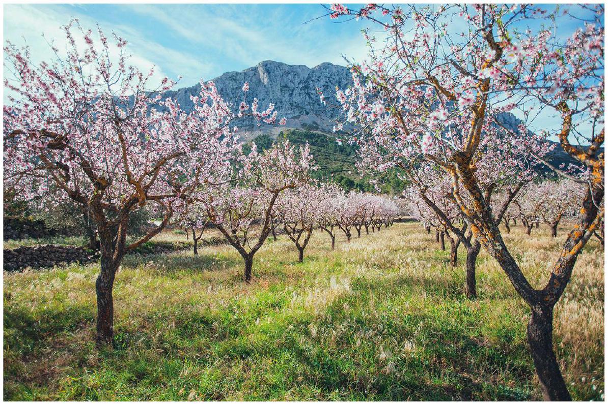 Bloeiende amandelboomgaard met gras in Zuidoost-Spanje