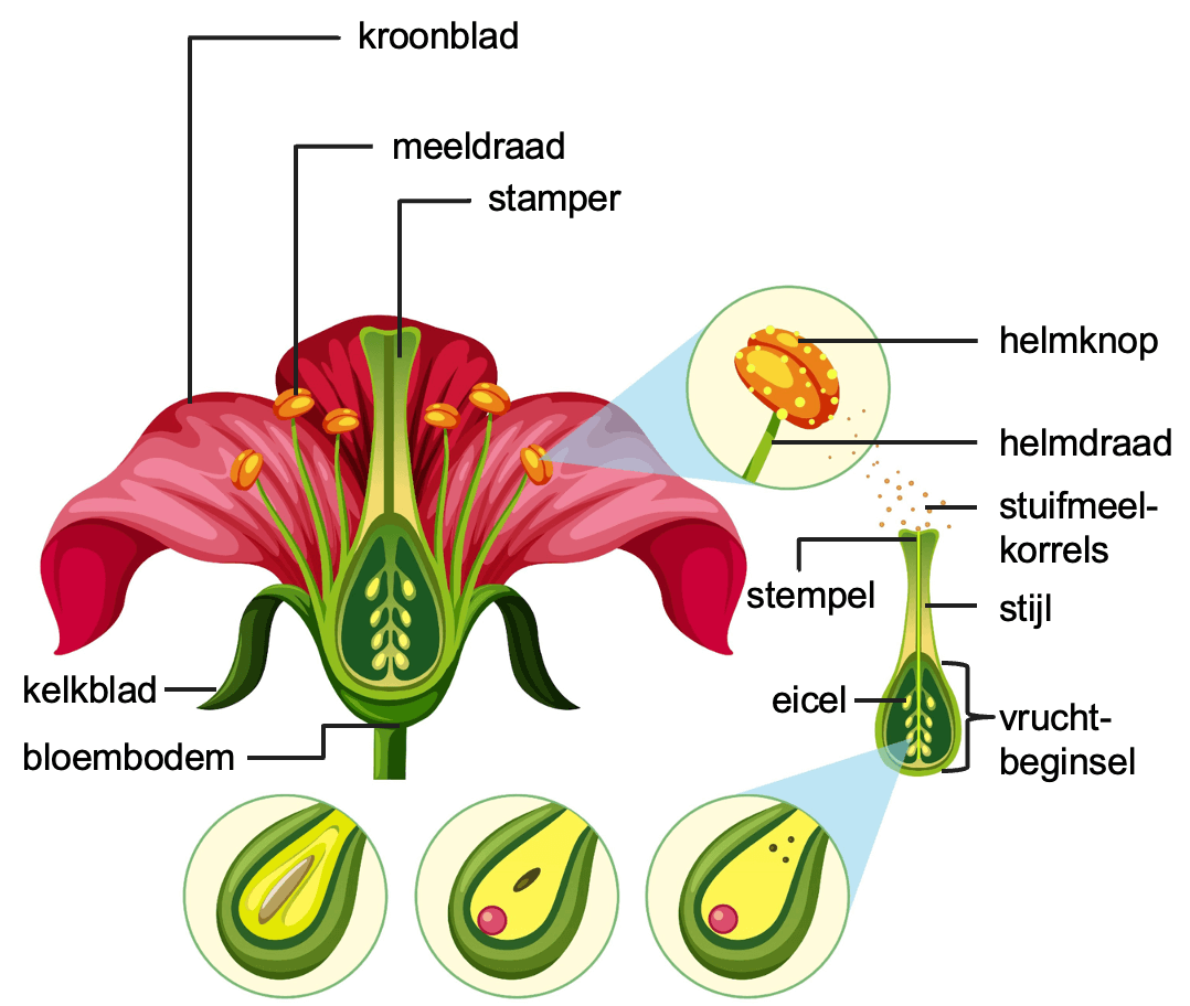 Figuur 6: onderdelen bloem