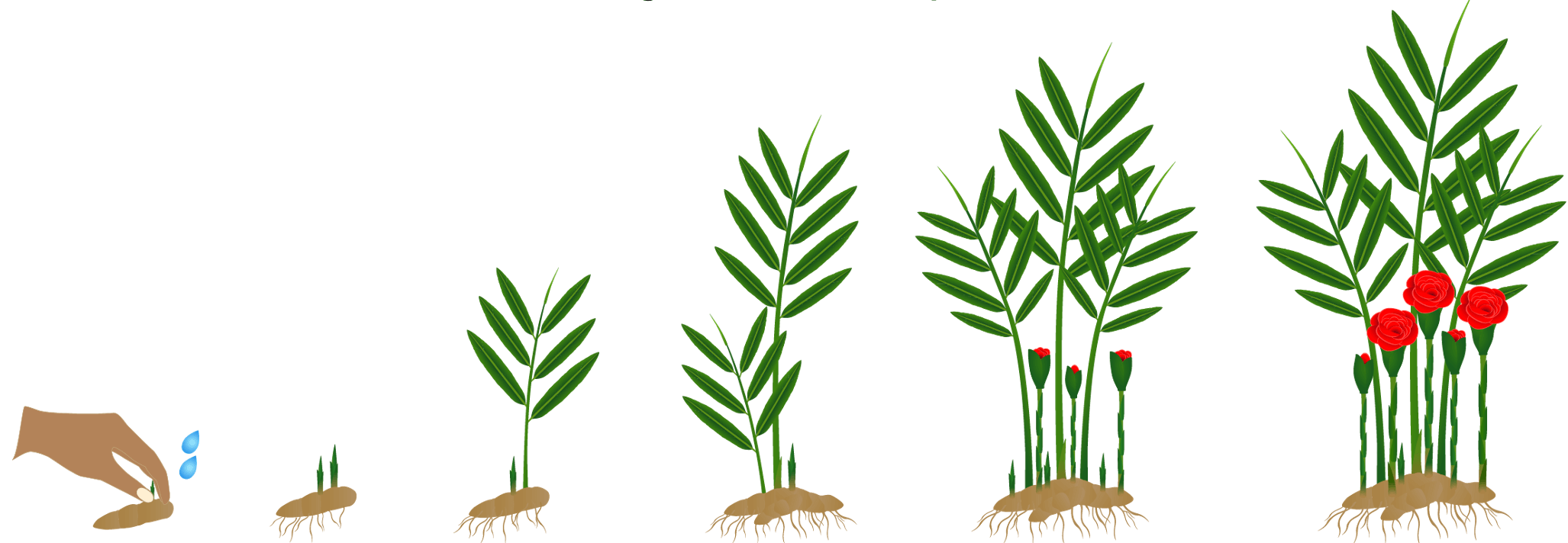 Figuur 5: uitlopers/wortelstokken