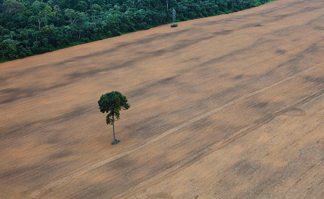 Afbeelding 2: Ontbossing in het Amazonegebied, met een duidelijke scheidingslijn tussen landbouwgrond en het regenwoud. 