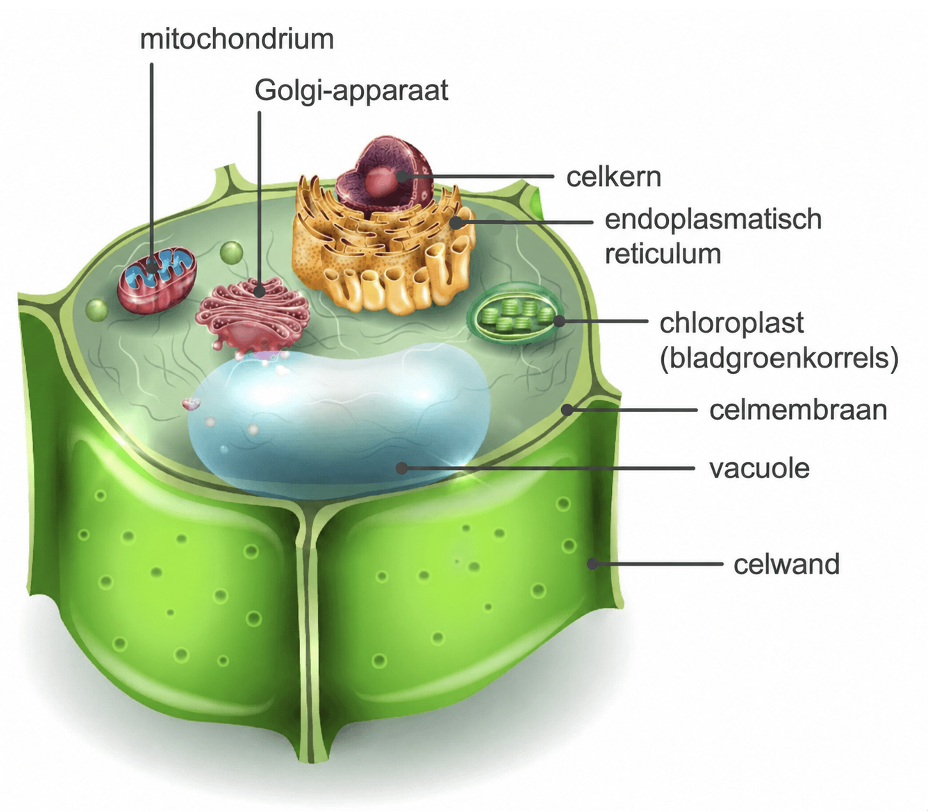 Plantencel