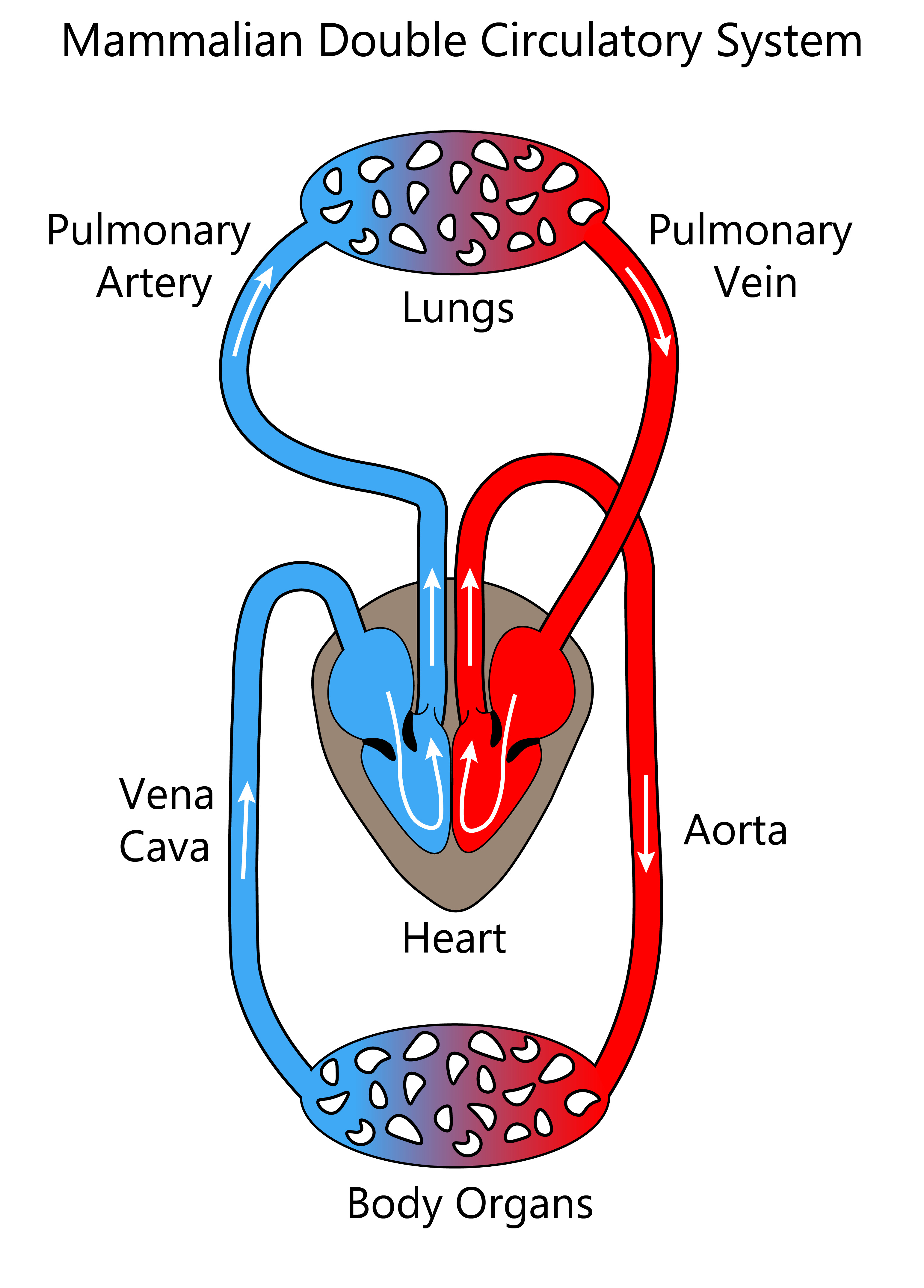 de reis die het bloed maakt door het lichaam