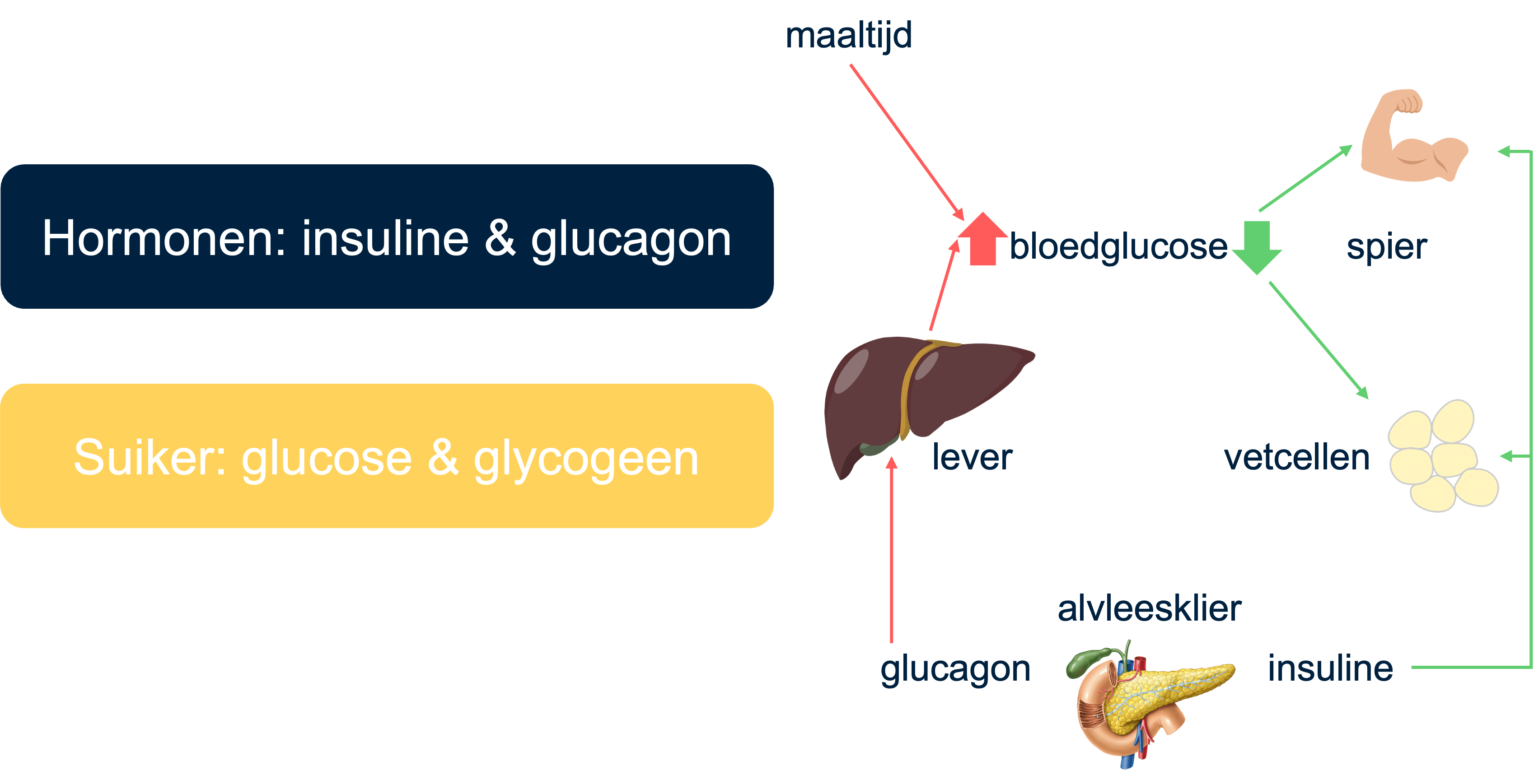 Overzicht van het verloop van glucosegehalte na een maaltijd door meerdere organen in het lichaam.
