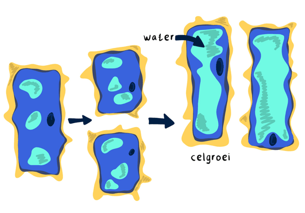 celgroei plant en celdeling