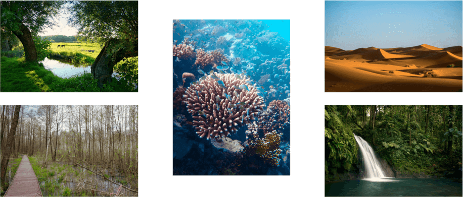 Voorbeelden van verschillende biotopen