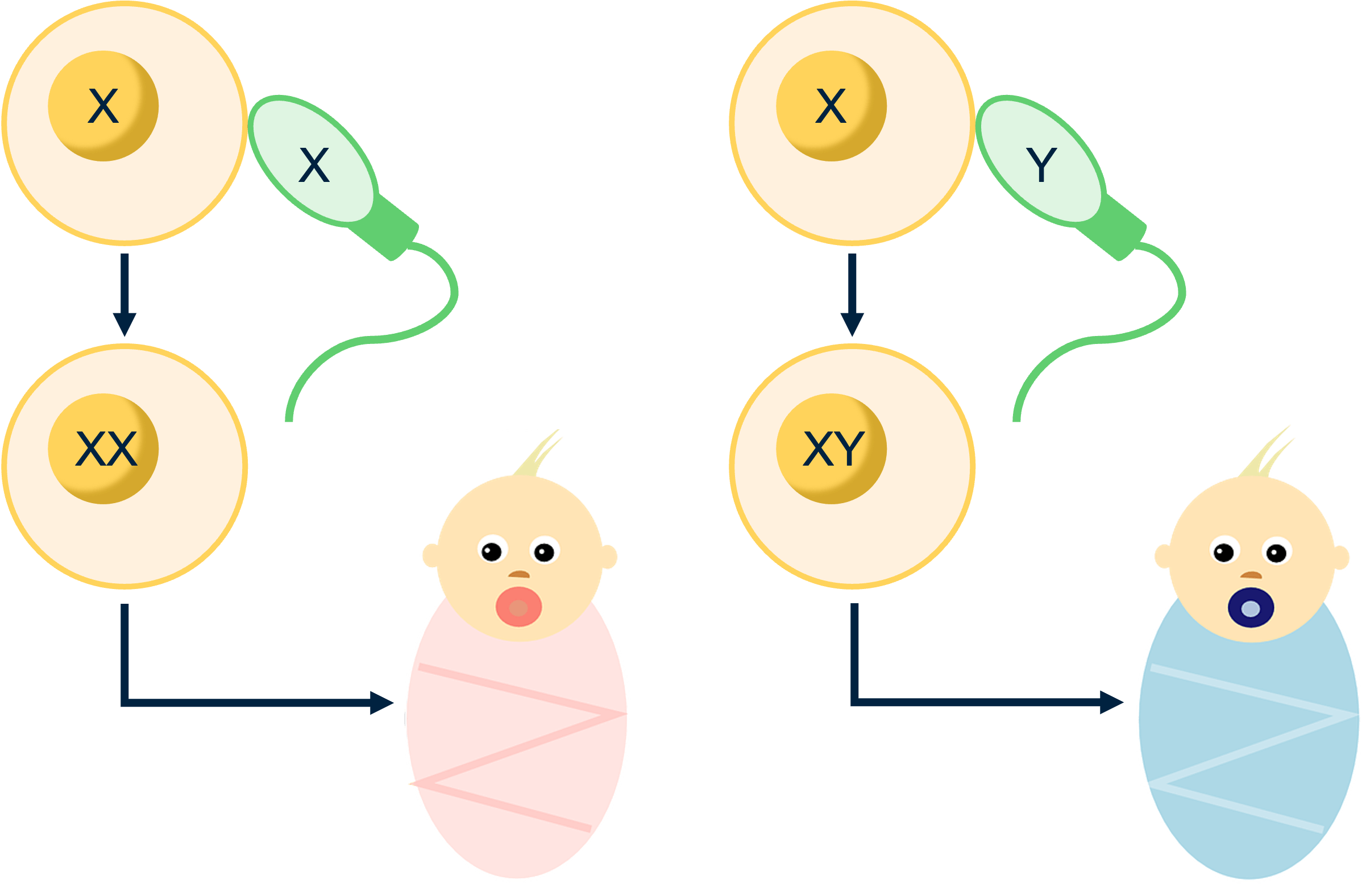 De spermacel bepaalt het geslacht van het kind.