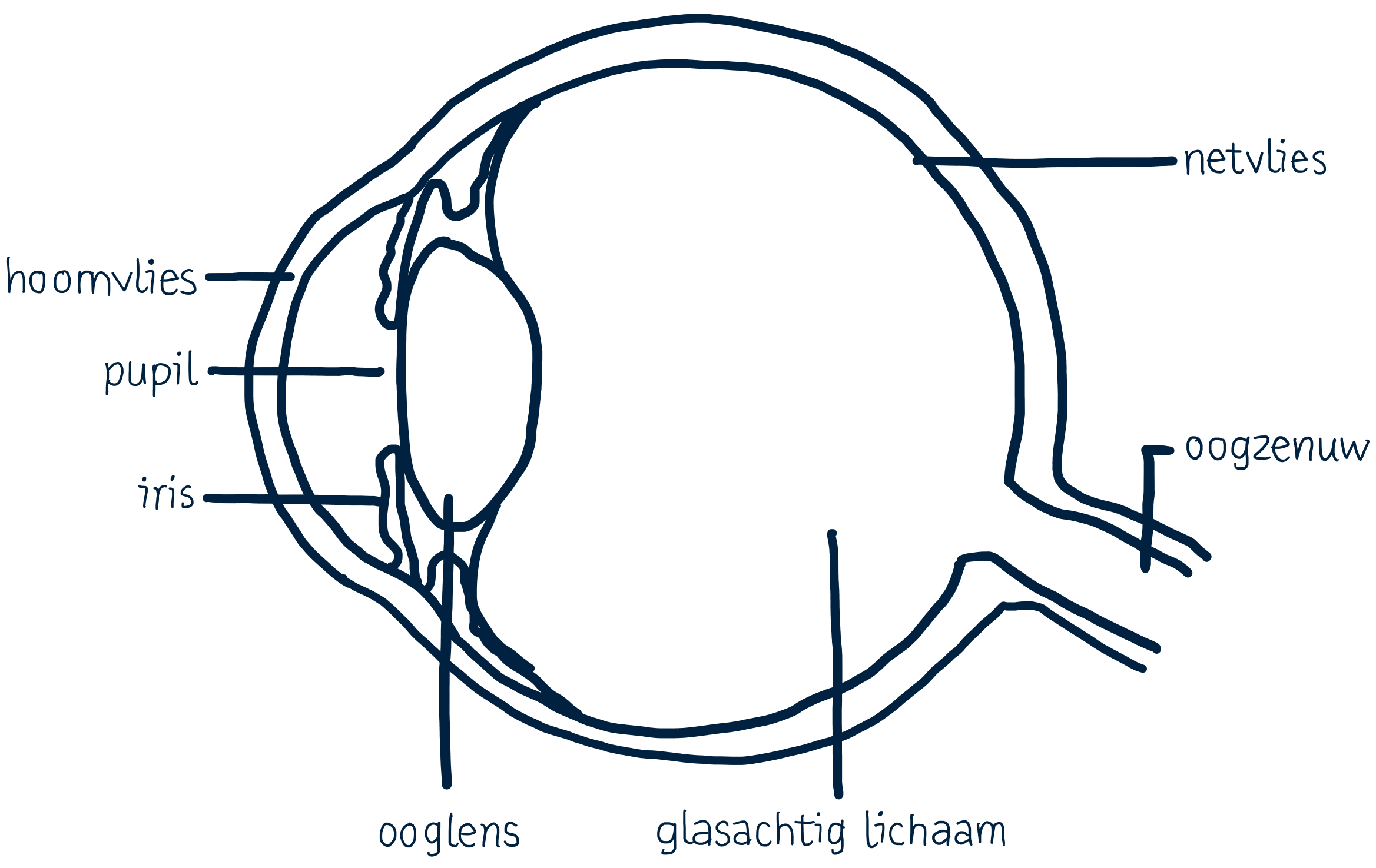De onderdelen van het oog.